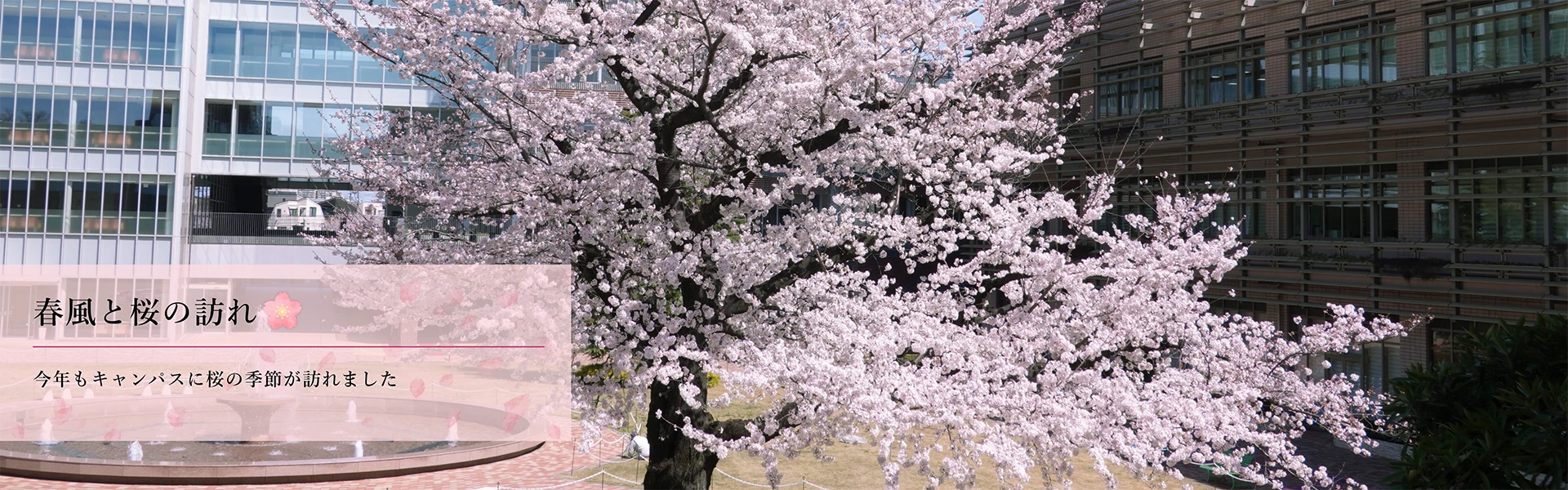 春風と桜の訪れ。今年もキャンパスに桜の季節が訪れました